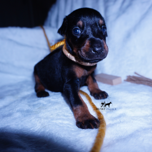 100% Euro AKC Kiyi 14
